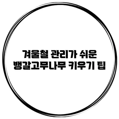 겨울철 관리가 쉬운 뱅갈고무나무 키우기 팁